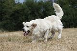 GOLDEN RETRIEVER 735